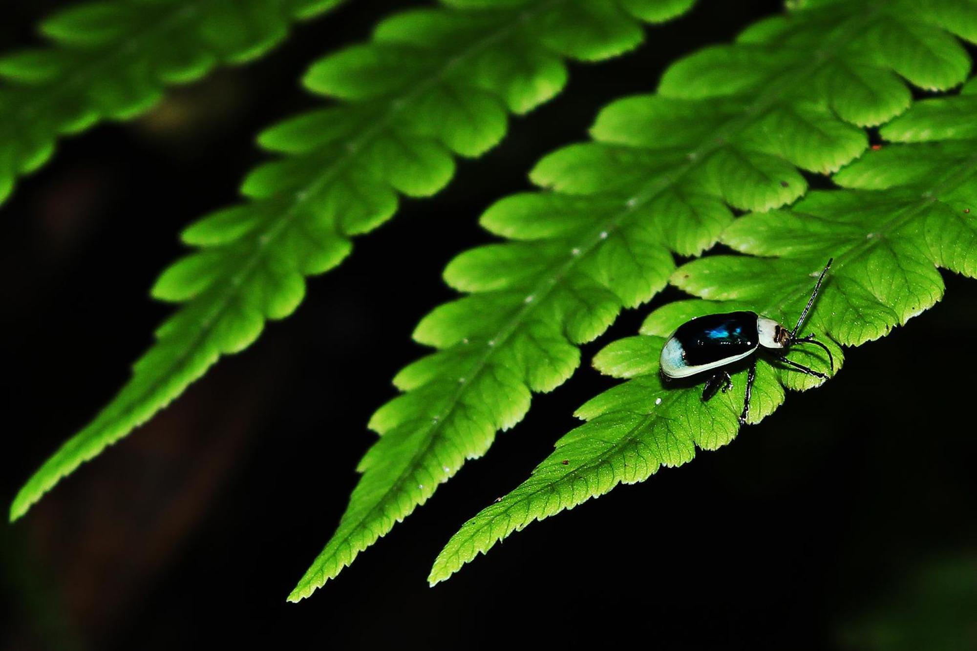 Mindo Green House Bagian luar foto