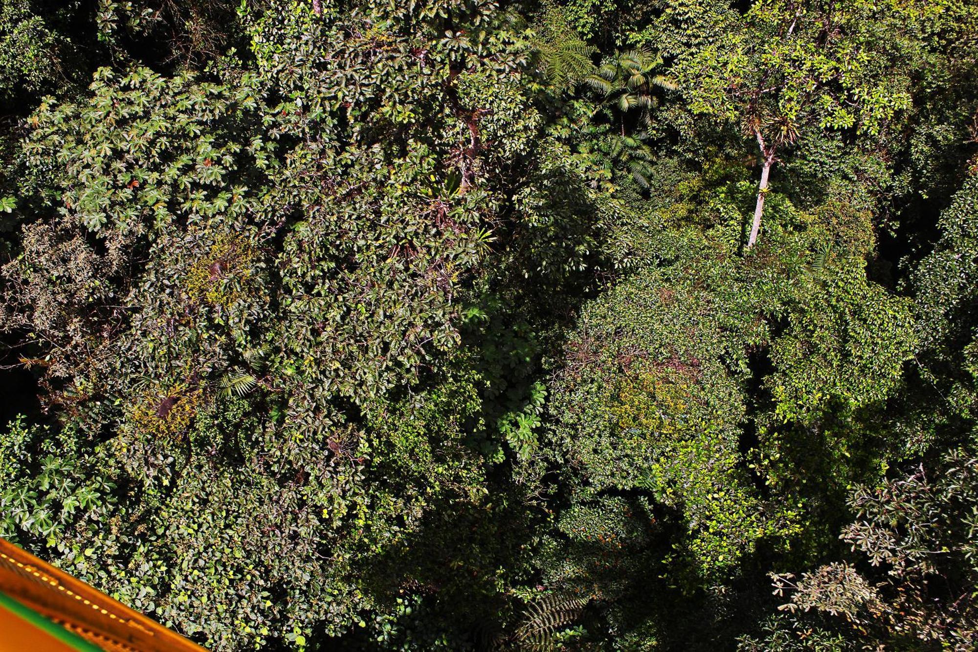 Mindo Green House Bagian luar foto